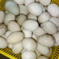 فروش تخم اردک محلی خوراکی|خوردنی و آشامیدنی|بابل, |دیوار