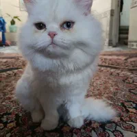 واگذاری گربه پرشین سفید