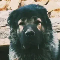 قفقازی نره با اصالت و همچی تموم|سگ|اصفهان, بهار آزادی|دیوار