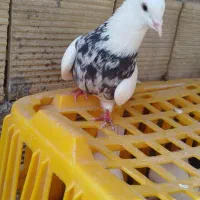 نرو ماده طوقی مولد