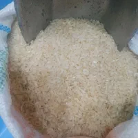 فروش برنج کامفیروزی به شرط پخت