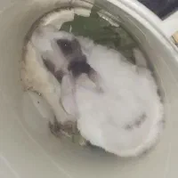 خرگوش بزرگ 400هزار