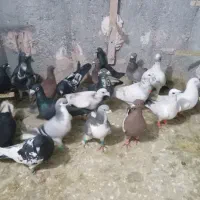 کبوترپرشی|پرنده|اسفراین, |دیوار