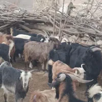 بز دارم معاوضه با کولر دو تیکه