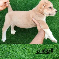 واگذاری|سگ|فردوس (خراسان), |دیوار