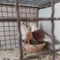 خیابان امام امام خمینی ۲۳|پرنده|تربت‌حیدریه, بالا ولایت|دیوار