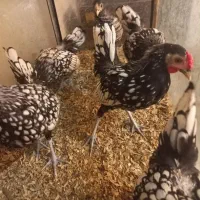 مرغ و خروس سبرایت