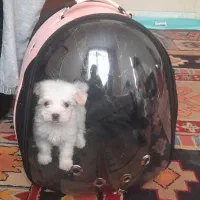 سگ عروسکی جیبی مالتیز پودل