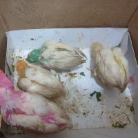 جوجه رنگی یکماهه