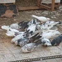 کفتر پرشی تیرماه|پرنده|پاکدشت, پارچین|دیوار