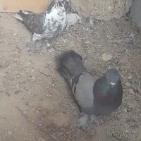 کبوتر پر