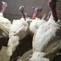 فروش بوقلمون گوشتی