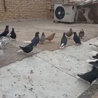 سری دم سفید درجه یک