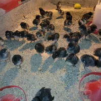 استرالوپ،استرالیایی