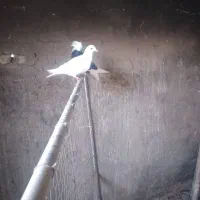 با سلام ۵عددکبوترفروشی