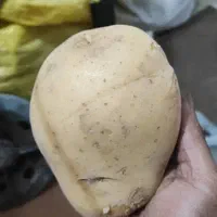 سیب زمینی اگریا ارگانیگ