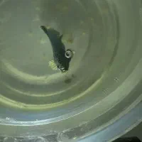 ماهی فایتر و گوپی|ماهی|بندرعباس, |دیوار