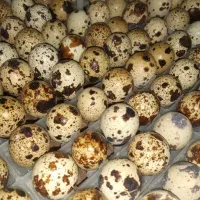 تخم نطفه دار بلدرچین|حیوانات مزرعه|نجف‌آباد, شهدای غربی|دیوار