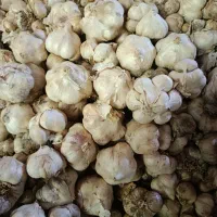 سیرمحلی