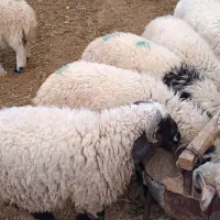 چاق بره محل ی نره|حیوانات مزرعه|رفسنجان, |دیوار