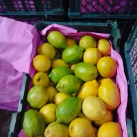 لیموترش آبگیری
