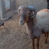 قوچ جوان چهار دندان به شرط برای نگه داری خوبه