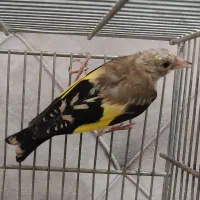 جوجه سهره رسمی نر بخون