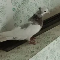 طوقی|پرنده|لردگان, |دیوار