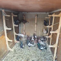 کفتر بهبهانی
