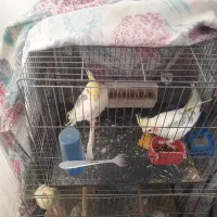 عروس هلندی مولد و نرو ماده|پرنده|قدس, شهر‌قدس|دیوار