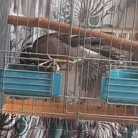 مرغ مینا سه ماه شاه تخم|پرنده|تهران, مشیریه|دیوار