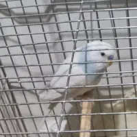 سه تا مرغ عشق|پرنده|تهران, دستغیب|دیوار