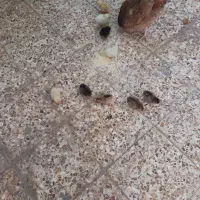 ۴عدد مرغ با ۱۸تاجوجه