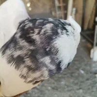 خوش رنگ زاغ دوکت طوقی|پرنده|مبارکه, |دیوار