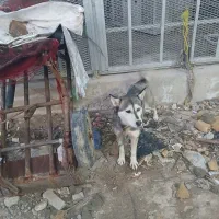 کفتر معاوضه سگ