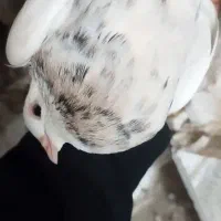 شوش|پرنده|کرخه, |دیوار