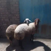 دوعددگوسفندجوان