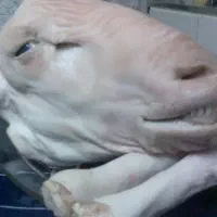 کله پاچه و سیرابی