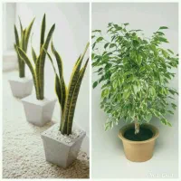 انجام کار گل وگیاه وگلدون