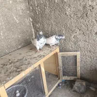 2جفت کفتر عتیقه|پرنده|تهران, حسن‌آباد|دیوار