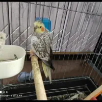 طوطی عروس پیدا شده الوند