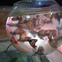 ماهی گوپی بیگ ایر دراگون|ماهی|اصفهان, لیمجیر|دیوار