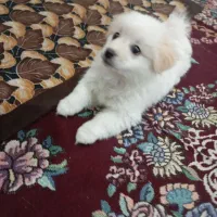 سگ سالم سالم