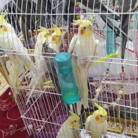 عروس هلندی لوتینو وسیامون
