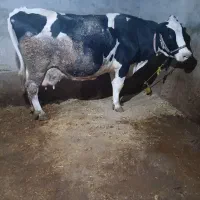 گاو هلشتاین