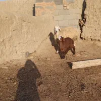 میش و بره|حیوانات مزرعه|اسفراین, |دیوار