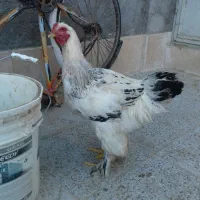 خروس برهما لایت|حیوانات مزرعه|مهریز, |دیوار