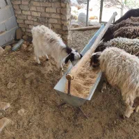 بز  ماده