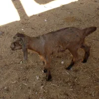 کهره ۲۰ روزه|حیوانات مزرعه|کازرون, |دیوار