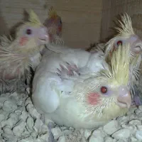 جوجه لبتنو سرلاکی|پرنده|بندر امام خمینی, |دیوار